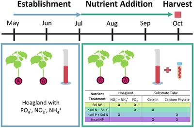 Mycorrhizal Symbioses Enhance Competitive Weed Growth in Biochar and Nutrient-Amended Soils